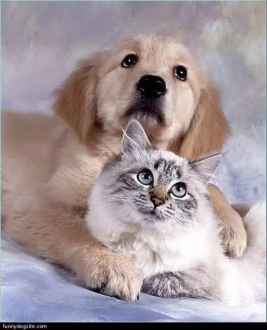 Family Pictures