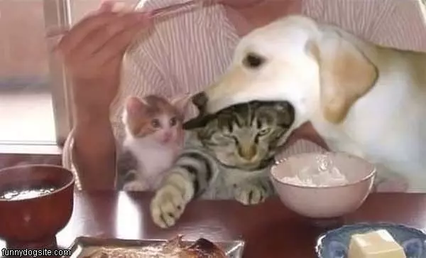Quick Snack