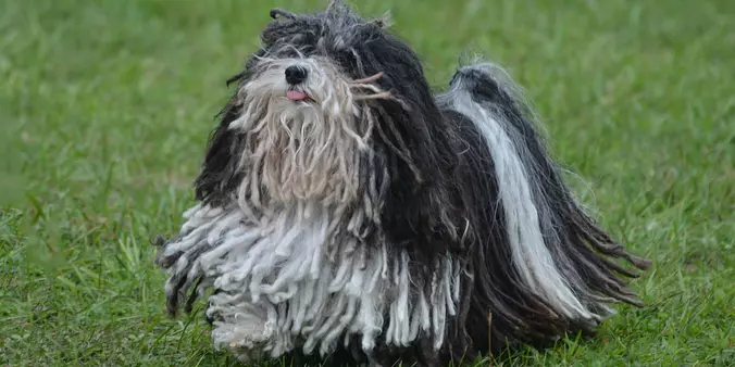 Black and white Puli