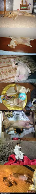 This Is How I Sleeps
