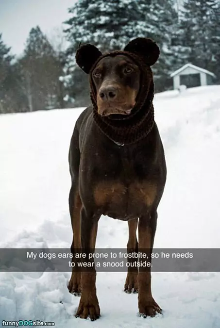 My Dog