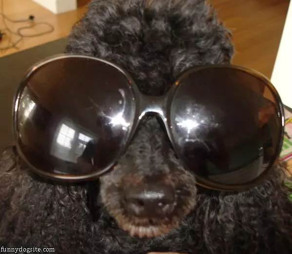 Ebony Sunglasses