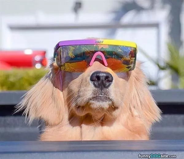 Got My Awesome Shades