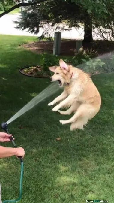 This Dog Is Having A Good Time