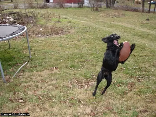 Frisby Attack