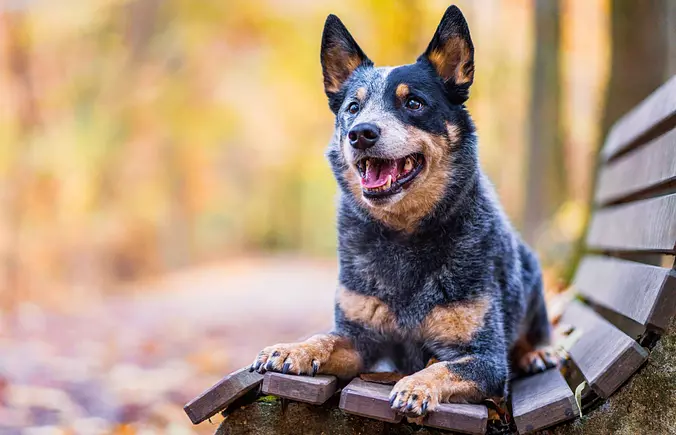 Australian Cattle Dog smiling
