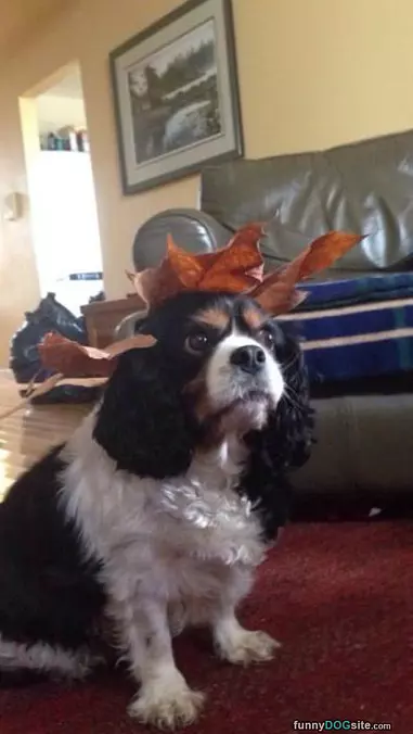 Leaf Hat