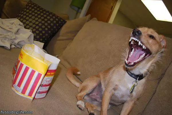 Peanut The Dog