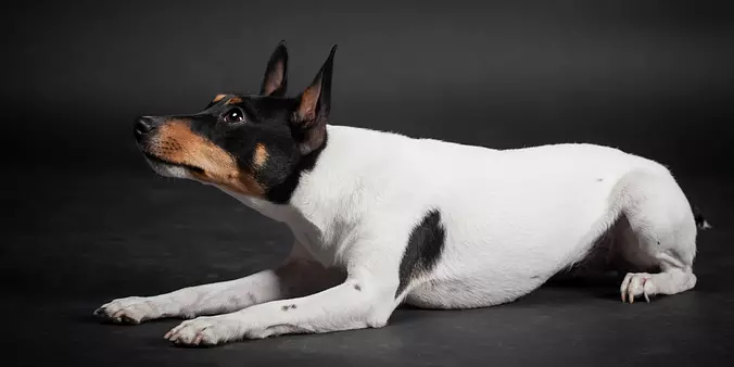 Toy Fox Terrier dog