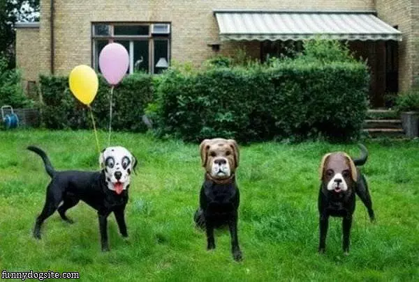 Dogs With Masks