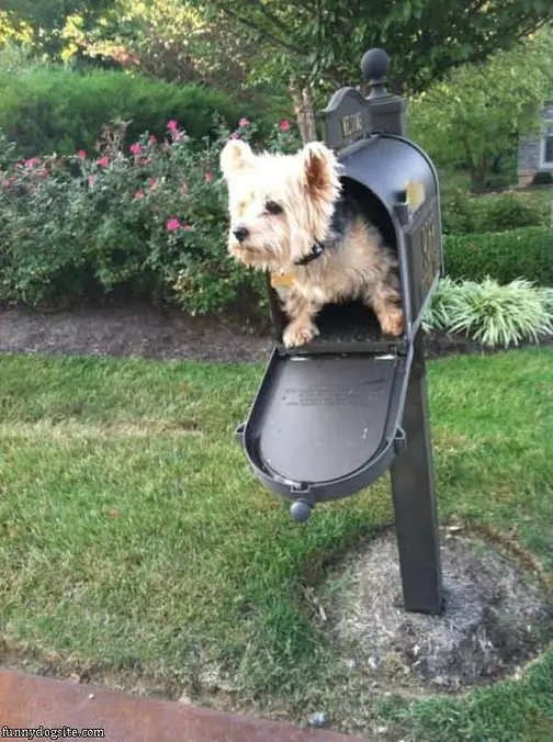 Waiting For Mail Man