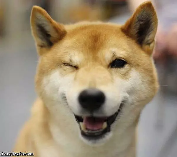 Wink Wink