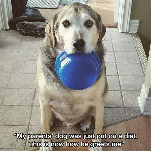 Part Of My Diet