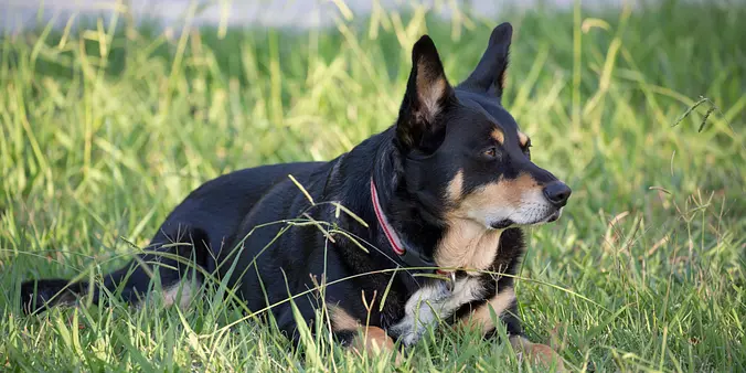 Black Working Kelpie