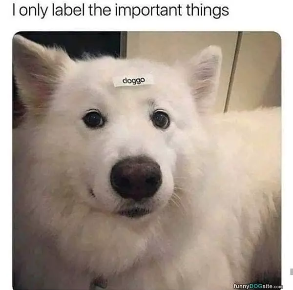 Labeling The Important Things