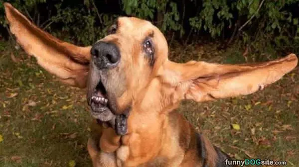 I Have Some Big Ears