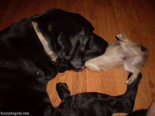 Nom Nom Nom