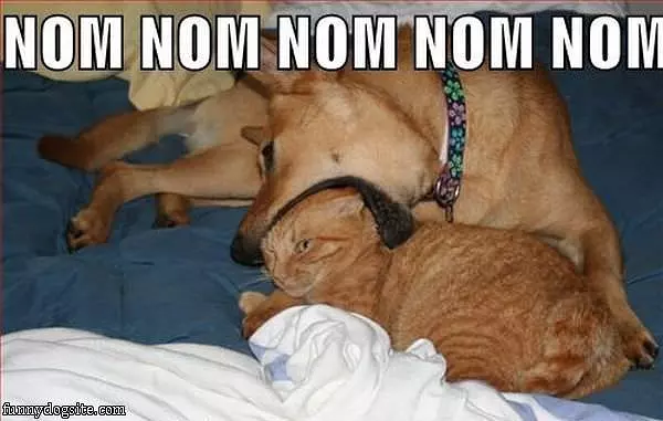 Nom Nom Nom Cat