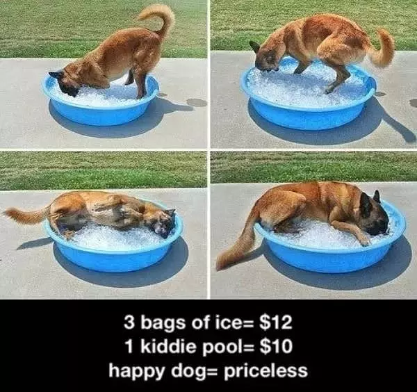 One Happy Dog