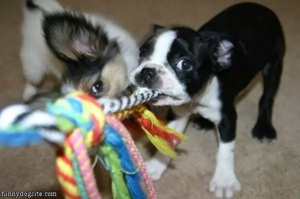 Tug Of War