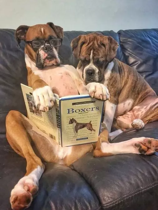 Boxers