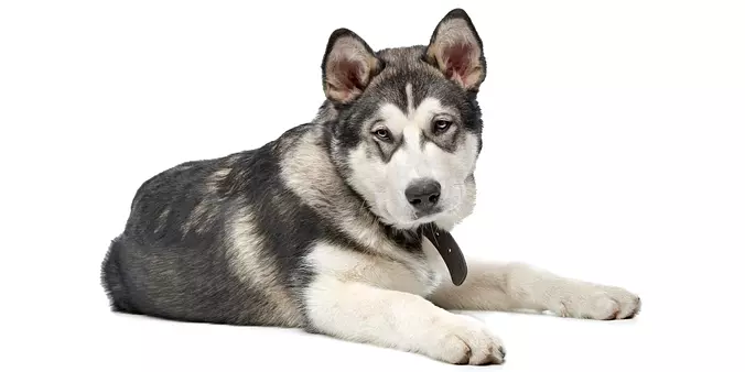 Alaskan Malamute