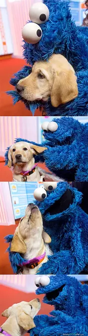 Coooookie