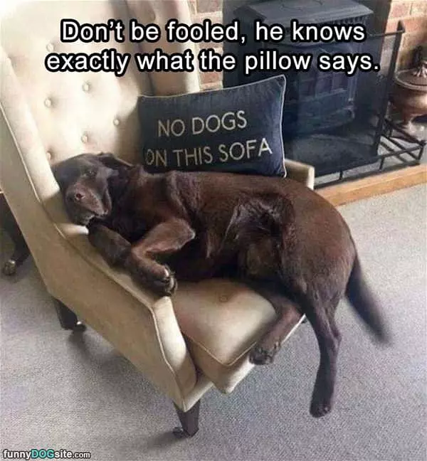 No Dogs Here