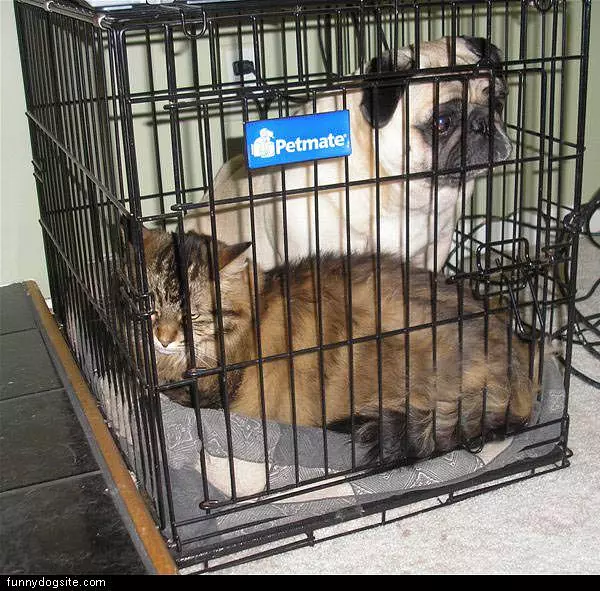 Locked Up With The Enemy