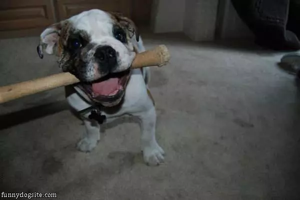 Hey I Fetched The Bat