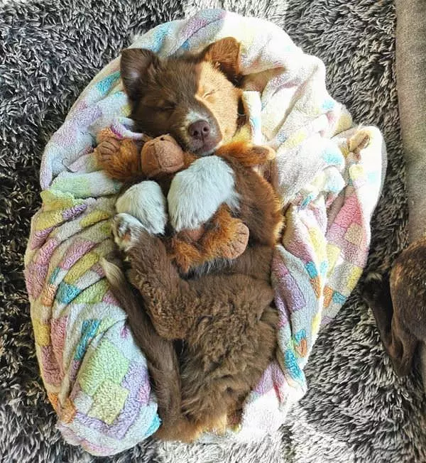 I Am Napping Here