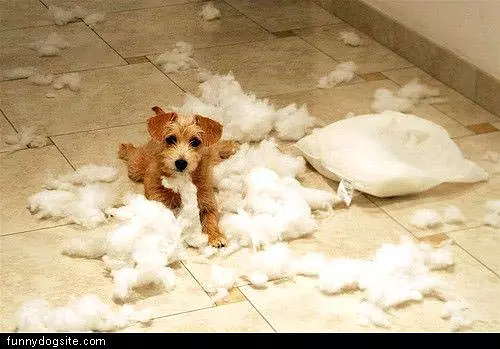 Loves Pillows