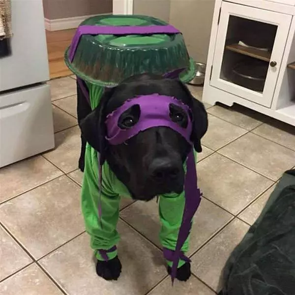 The Turtle