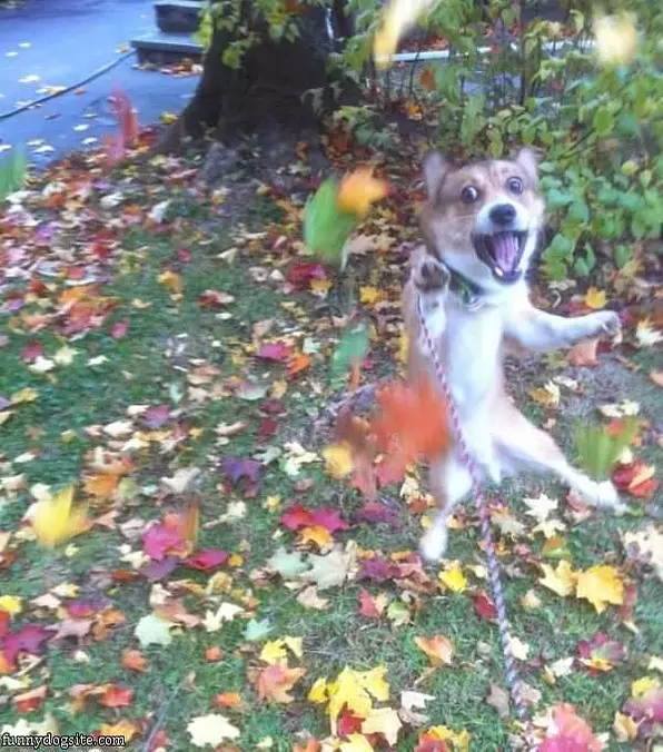 Happy Dog Is Happy