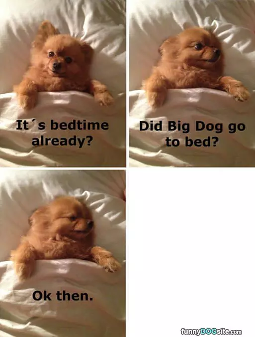 Big Dog