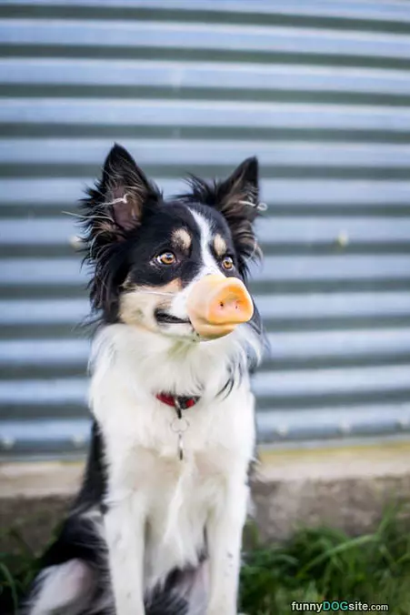 Part Pig Part Dog