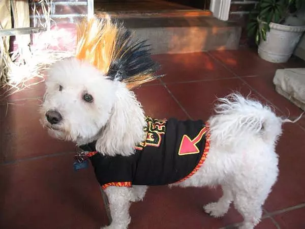 Crazy Hairdo