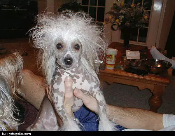 Crazy Fro Dog