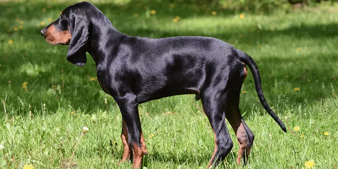 Black and Tan Coonhound