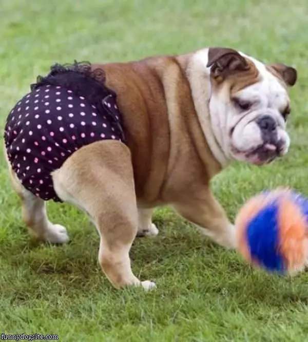 I Has A Diaper Dog