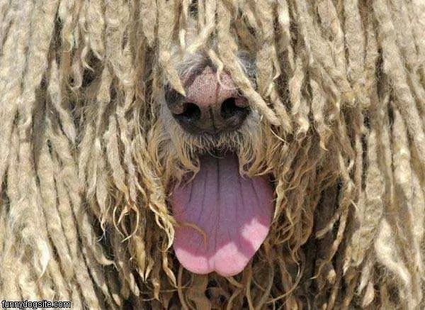 Super Shaggy Dog