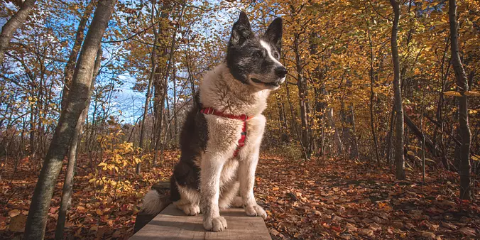Karelian Bear Dog