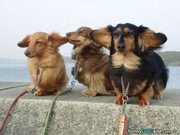 Fluffy Wind