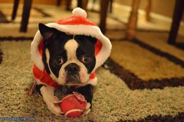 Christmas Dog