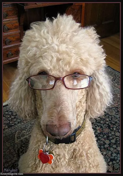 Glasses