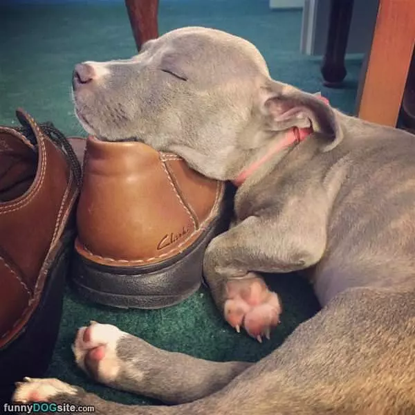 On The Shoe