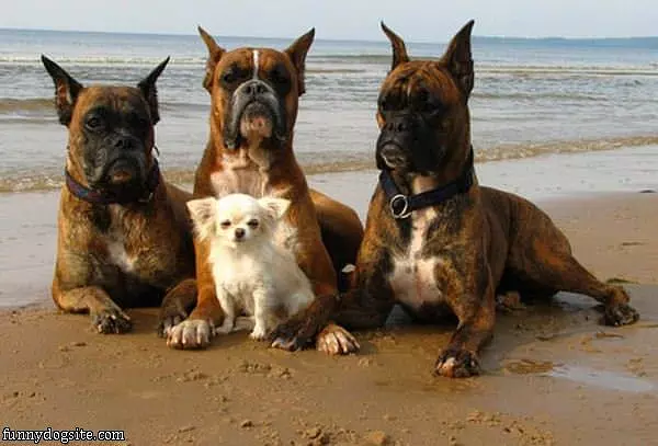 My Bodyguards