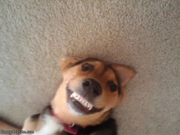 Funny Dog Smile