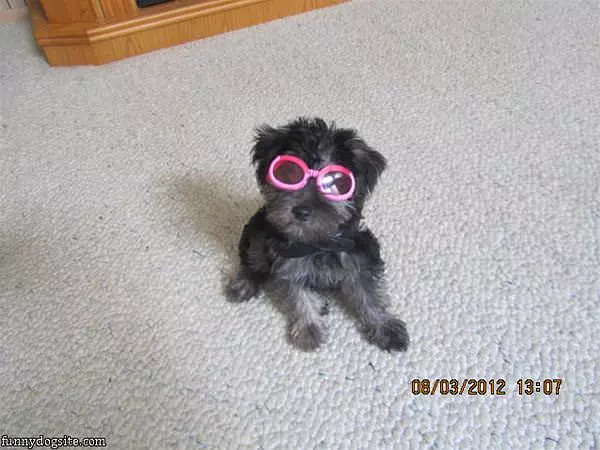 Pepper In Sunglasses
