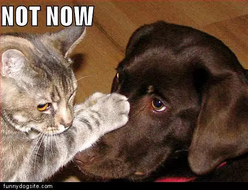 Not Now